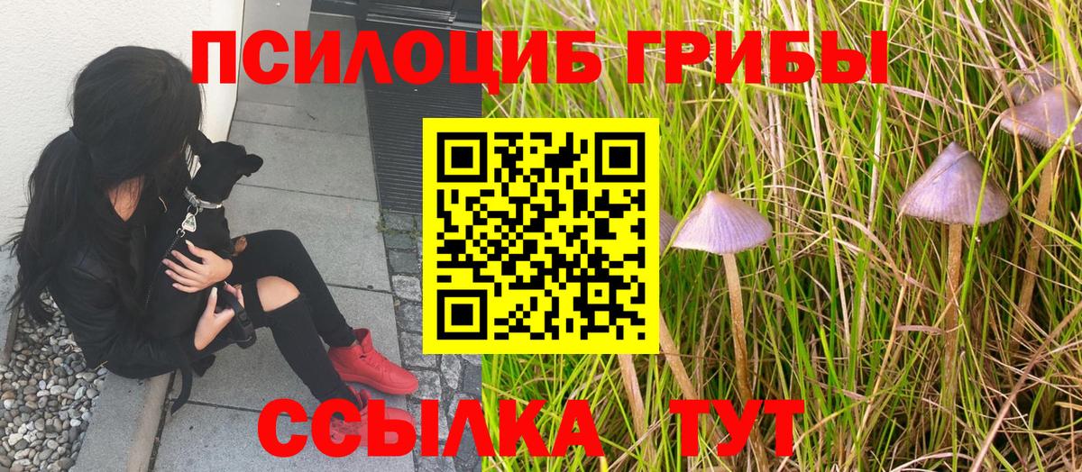 Галлюциногенные грибы Psilocybe Алексеевка